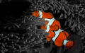   Clown Anemone Fish Manipulated background Black White. Sony A350 Minolta 50mm f2.8 White f/2.8 f/28 f/2 2.8  
